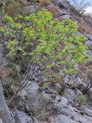 Leucaena greggii