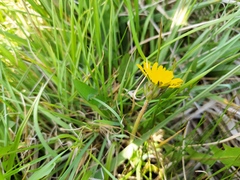 Taraxacum copidophyllum