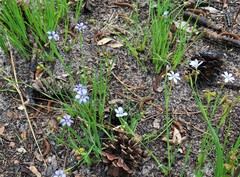 Sisyrinchium nashii