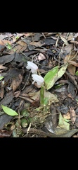 Acanthophippium striatum