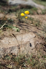 Calceolaria filicaulis