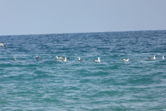 Larus michahellis