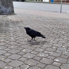 Corvus brachyrhynchos