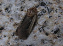 Ochropleura