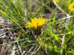 Taraxacum hollandicum