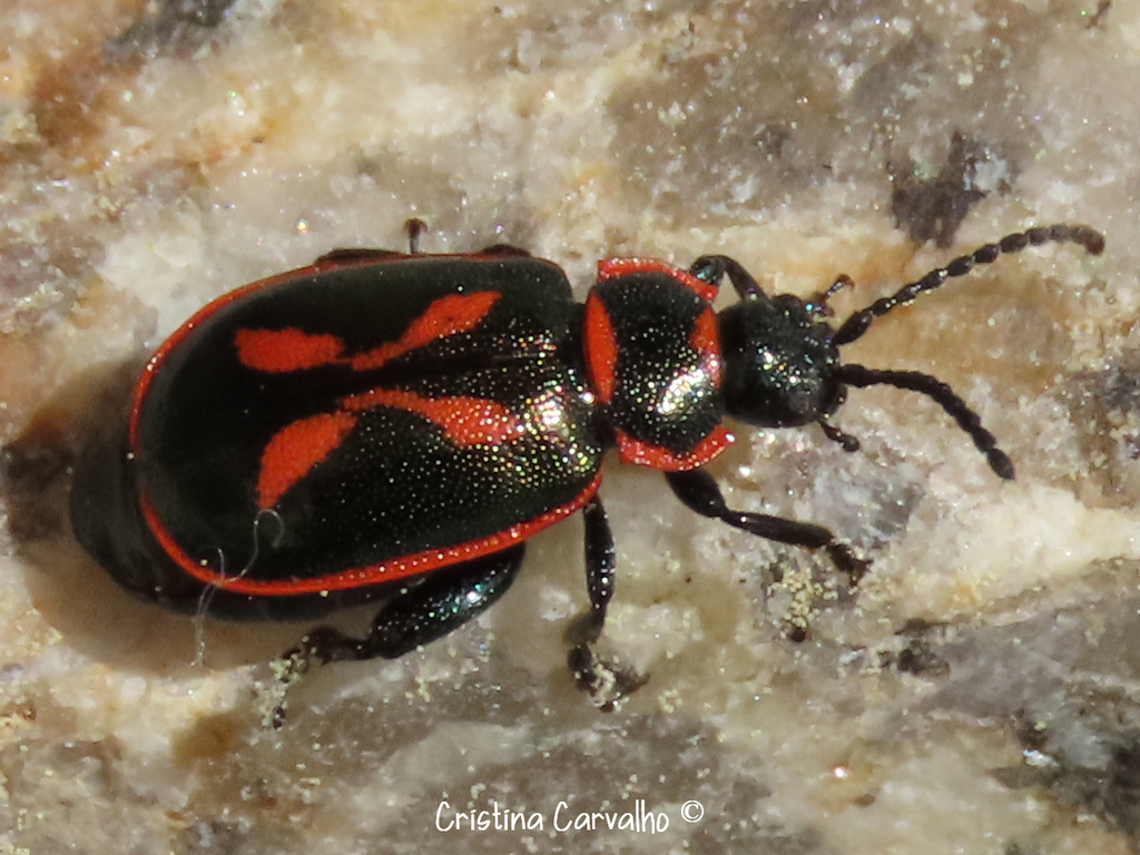 Oedionychis