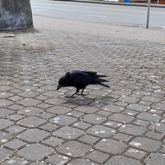Corvus brachyrhynchos