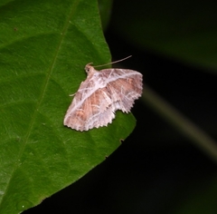 Eugnathia diagonalis