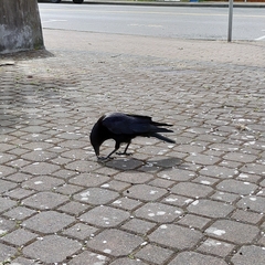 Corvus brachyrhynchos