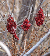 Rhus typhina