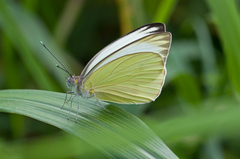 Ascia monuste eubotea