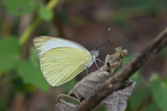 Ascia monuste eubotea