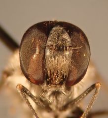 Aphoebantus