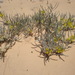 Astragalus maurorum - Photo (c) Rebbas, μερικά δικαιώματα διατηρούνται (CC BY-NC), uploaded by Rebbas