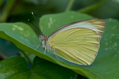 Ascia monuste eubotea