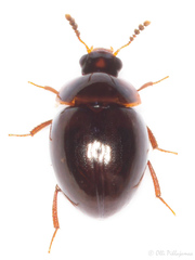 Anisotoma orbicularis