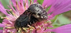 Oxythyrea funesta