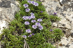 Globularia repens