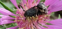 Oxythyrea funesta