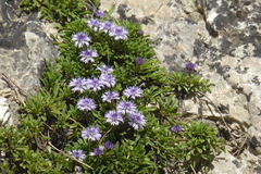 Globularia repens