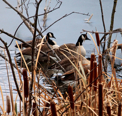 Branta canadensis