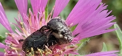 Oxythyrea funesta