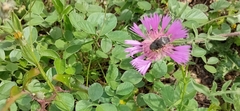 Oxythyrea funesta