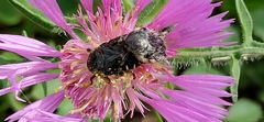 Oxythyrea funesta