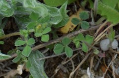 Medicago minima