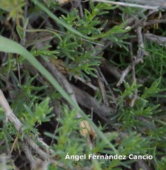 Gypsophila struthium