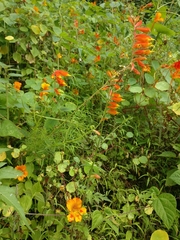 Castilleja tenuifolia