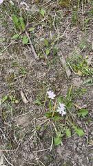 Claytonia virginica
