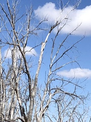 Xanthocephalus xanthocephalus