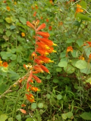 Castilleja tenuifolia