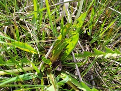 Taraxacum hollandicum
