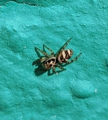 Salticus scenicus