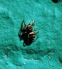Salticus scenicus