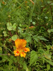 Castilleja tenuifolia