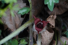 Asarum canadense reflexum
