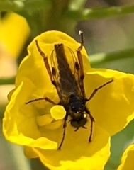 Diptera