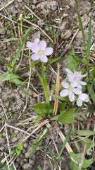 Claytonia virginica