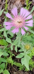 Centaurea pullata