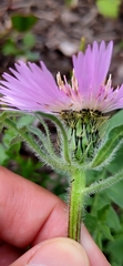 Centaurea pullata