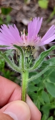 Centaurea pullata