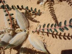 Astragalus maurorum image