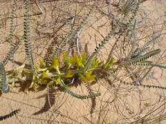 Astragalus maurorum image