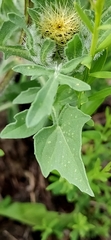 Centaurea pullata