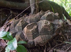 Dioscorea mexicana