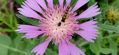 Centaurea pullata