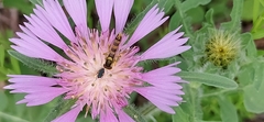 Centaurea pullata